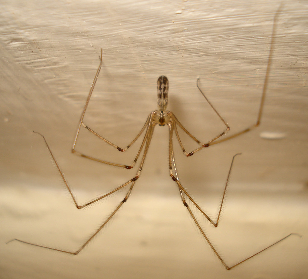DSC04015 British Spiders