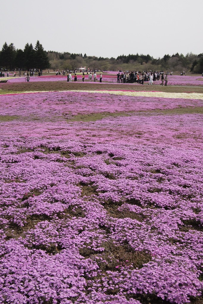 Hitsujiyama Park – Pink Part Of The World