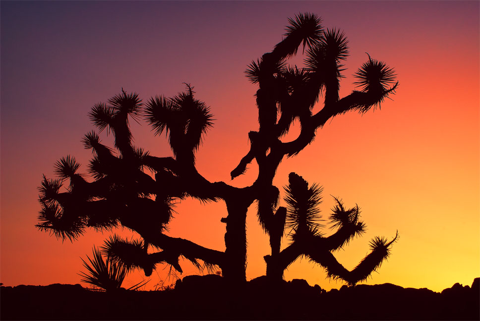 Joshua Tree at sunset