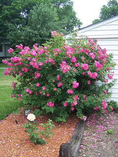 Big bush small rose, small bush big rose | Jay | Flickr