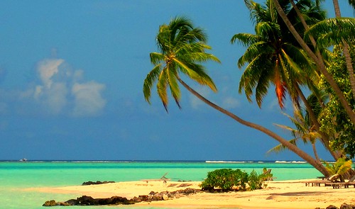Palm trees in Bora Bora