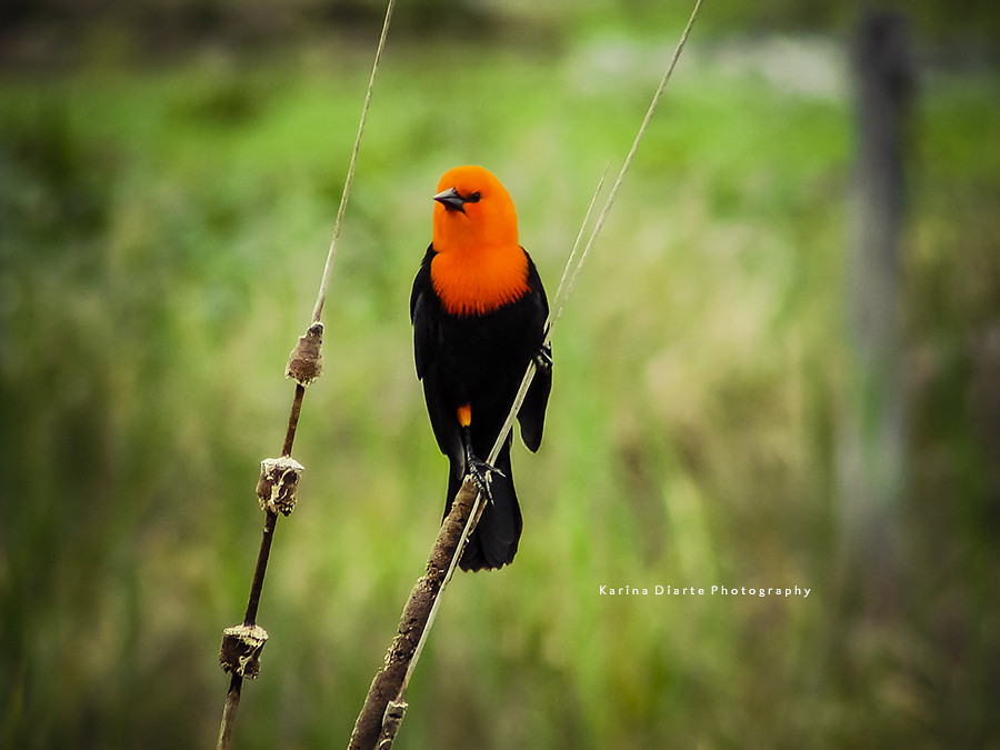 Federal / Scarlet-headed blackbird