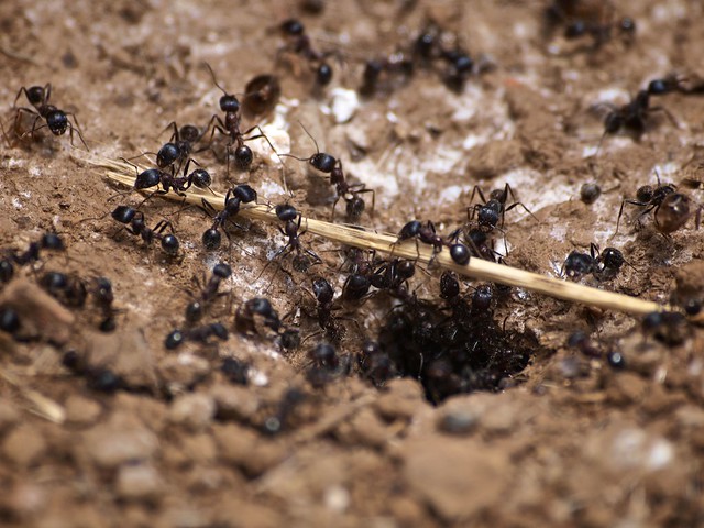 The Carpenter Ant Challenge