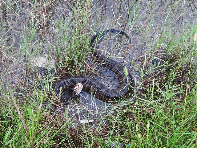 Cottonmouth 20130804