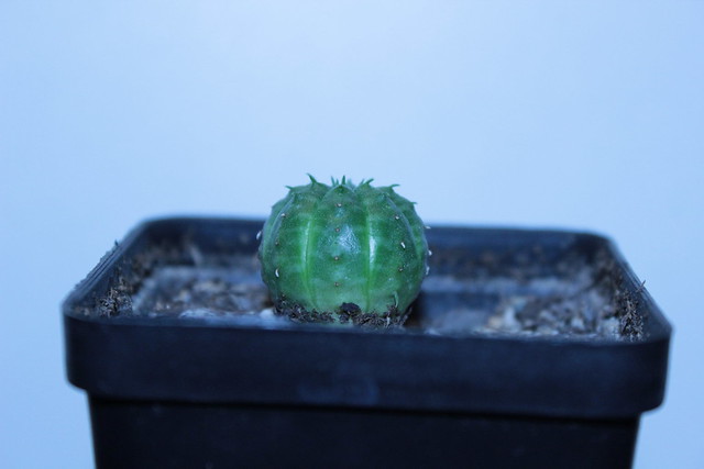 Euphorbia obesa x meloformis. Semis mai 2012.
