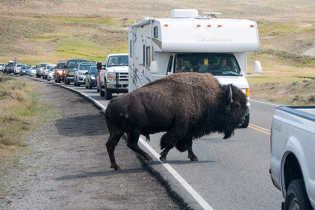 photo of bison crossing a road, stopping traffic.