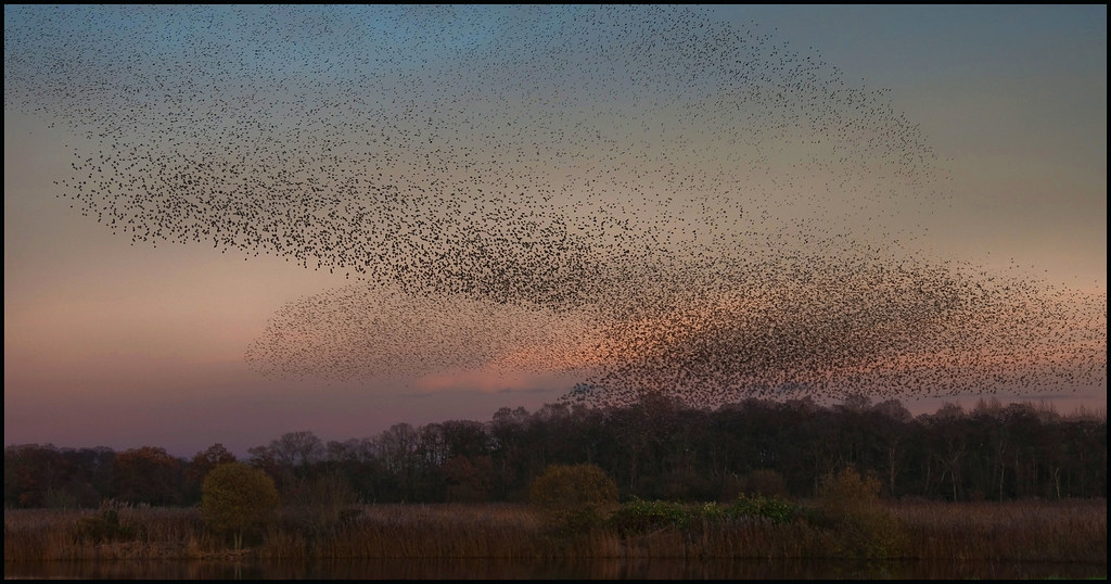 Murmuration of Starlings Shapwick Heath
