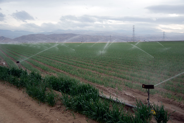  Field being watered by sprinklers 