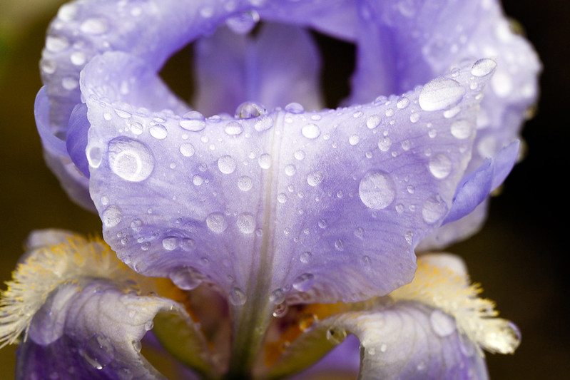 Iris macro