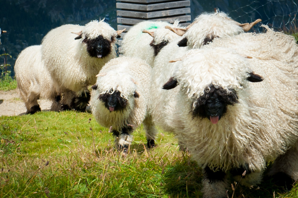 Valais Blacknose Sheep
