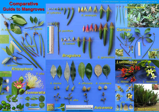 Comparative Guide to Mangroves by JWH Yong