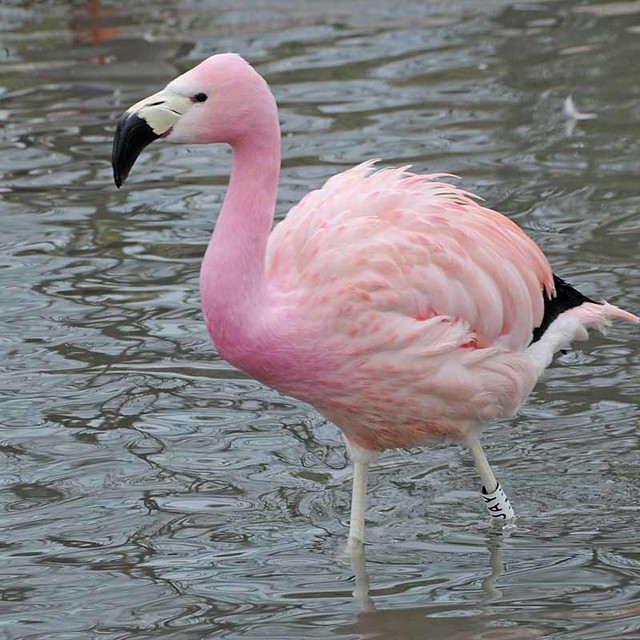 Flamingos 0210 7531