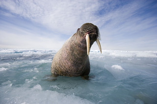 Walrus, Tangle Island © Paul Nicklen / National Geographic Stock / WWF-Canada