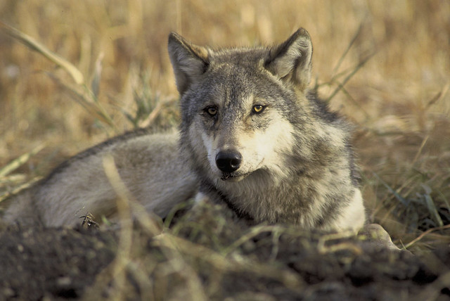 photo of Gray Wolf
