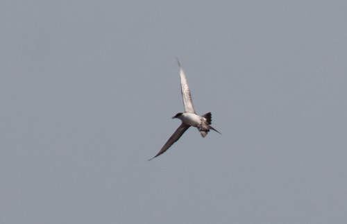 Long-tailed Jaeger