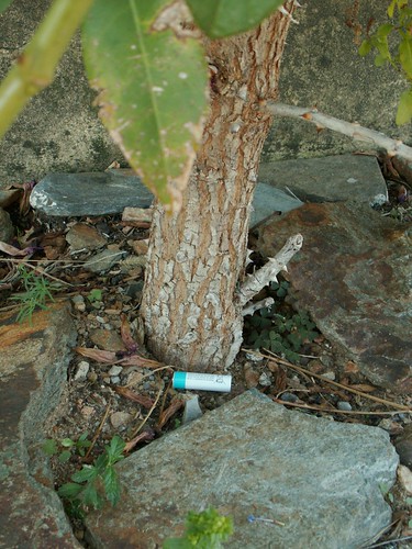 Erythrina crista-galli -PICT6778