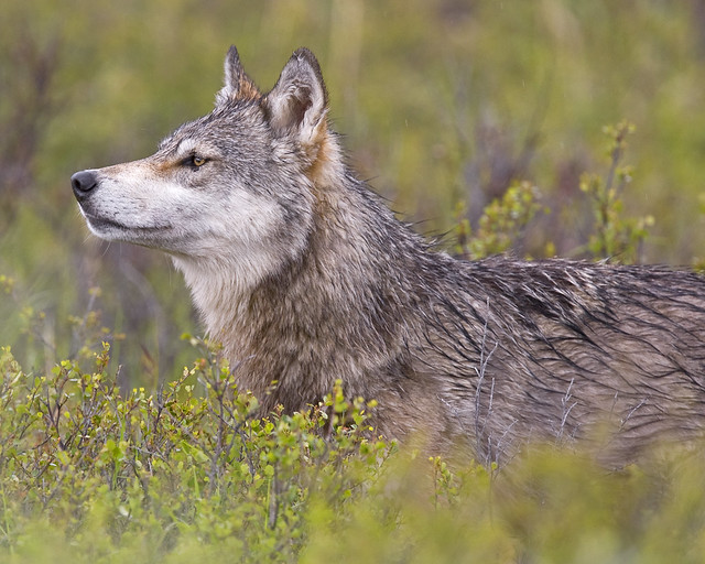 photo of Denali Wolf