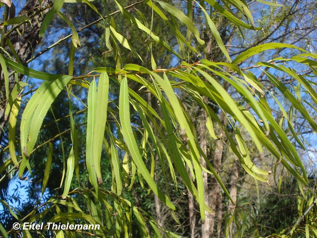Salix humboldtiana hojas