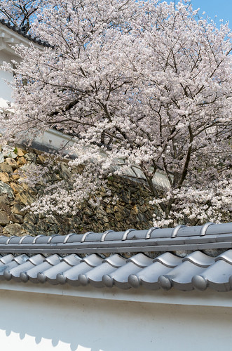 龍野城の桜 1