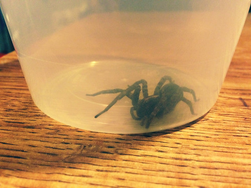 Spider Dinner Guest (October 28 2015)