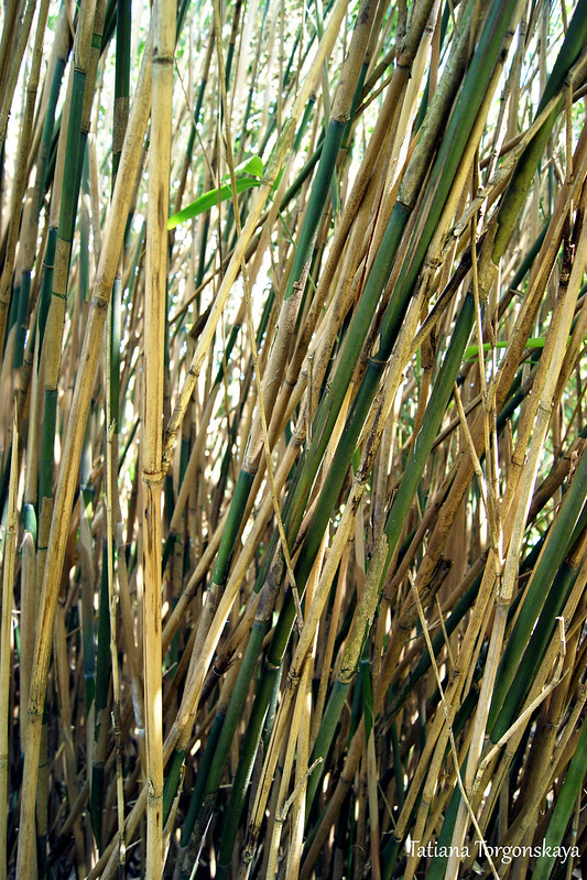 Стебли бамбука