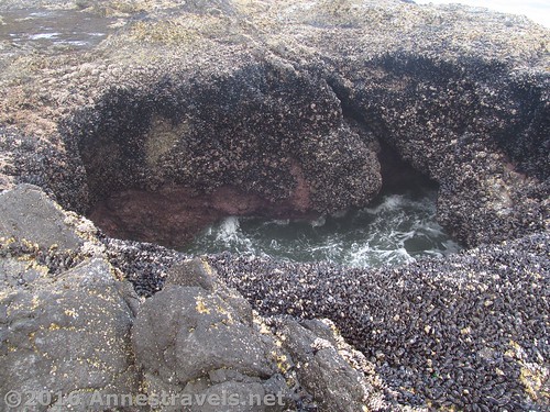 Thor's Well is pretty unimpressive at low tide. Cape Perpetua, Oregon