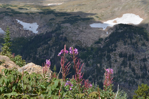 Fireweed amongst raspberry at Rocky Mountain National Park