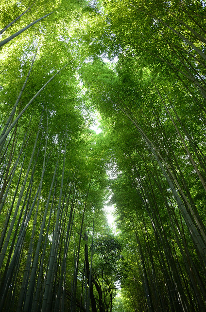 嵐山 竹林