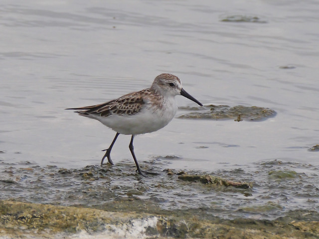 Western Sandpiper