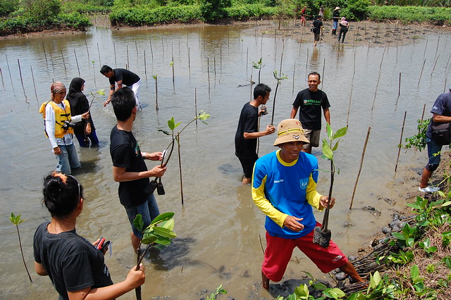 people replanting mangrove
