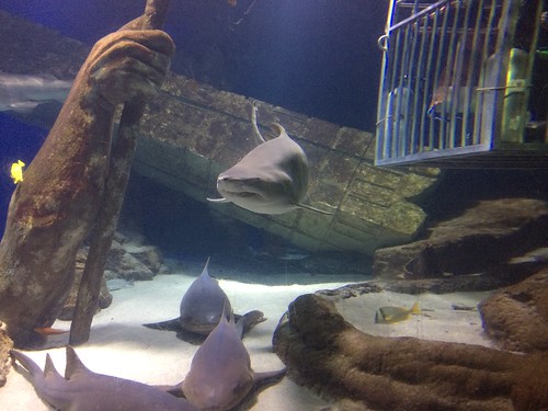 LI Aquarium 2016