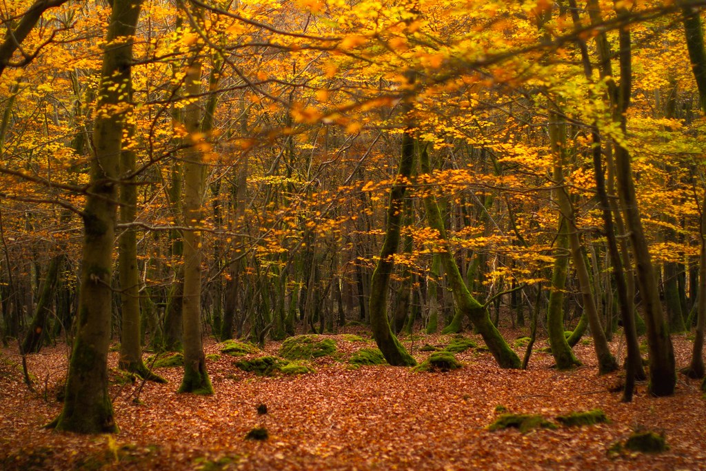 Deep in the Golden Forest