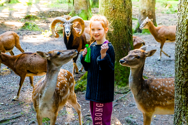 Willow surrounded by hungry deer at the Poing Wildlife Park Munich