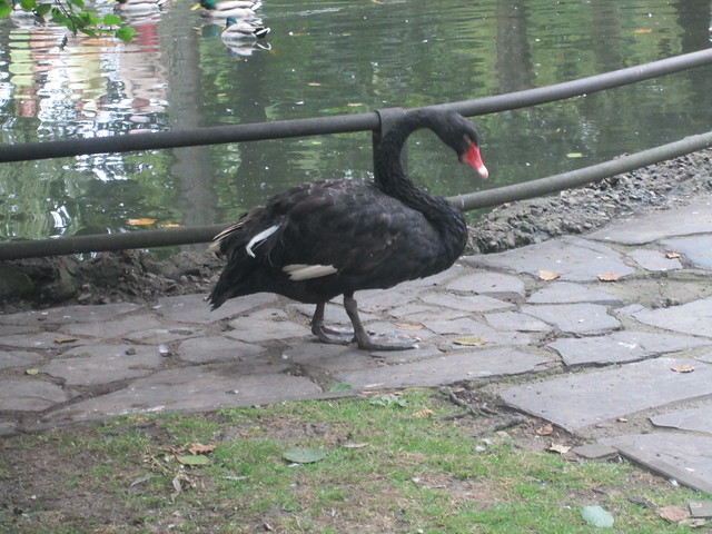 Swan in Ferrera Park, Aviles