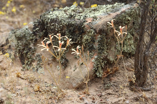 Pelargonium wuppertalense