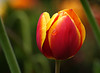 The tulip.