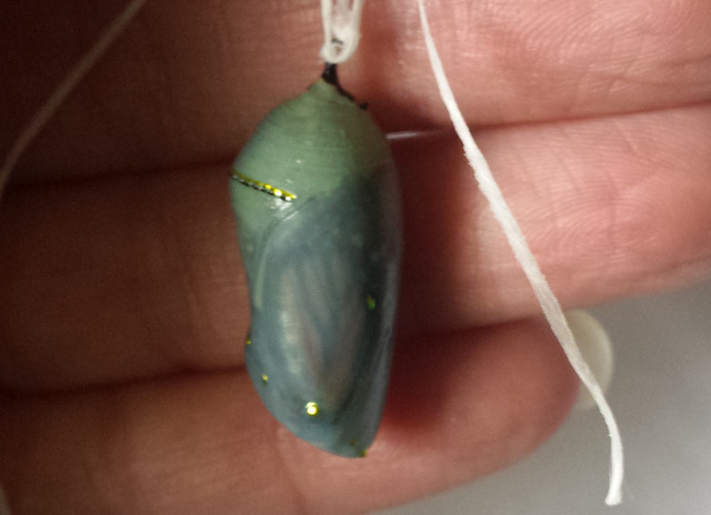a hand holding a chrysalis with the top still green, viewed from the side with one wing somewhat visible