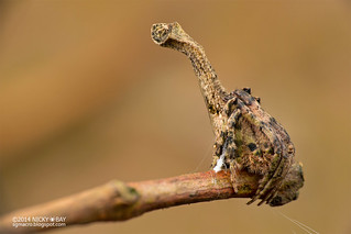 Tree stump orb weaver spider (Poltys sp.) - DSC_5880