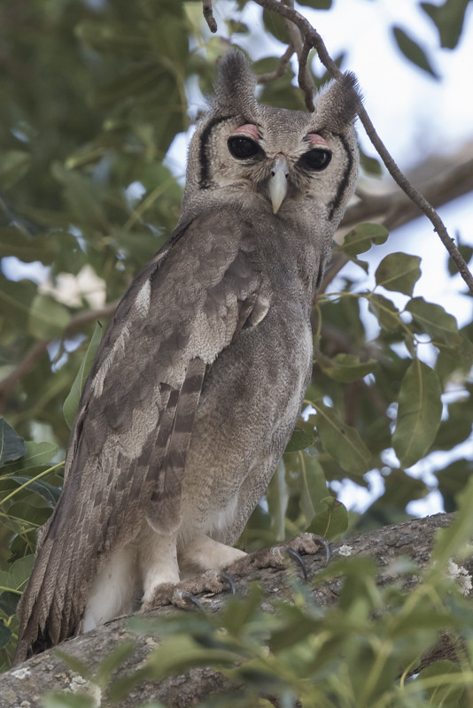 Verraux's Eagle Owl  Gambia 2016