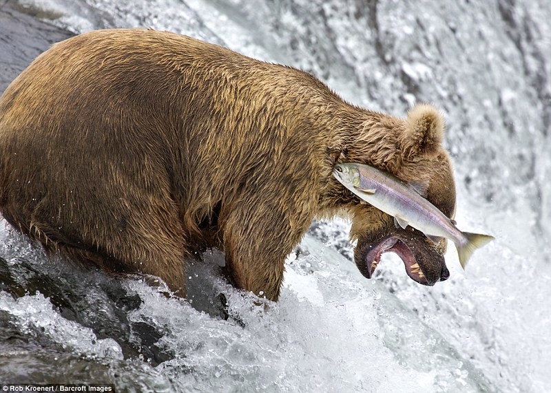 3A3A58F600000578-3929134-This_image_of_a_bear_failing_to_catch_a_salmon_was_captured_by_R-a-111_1478911000010