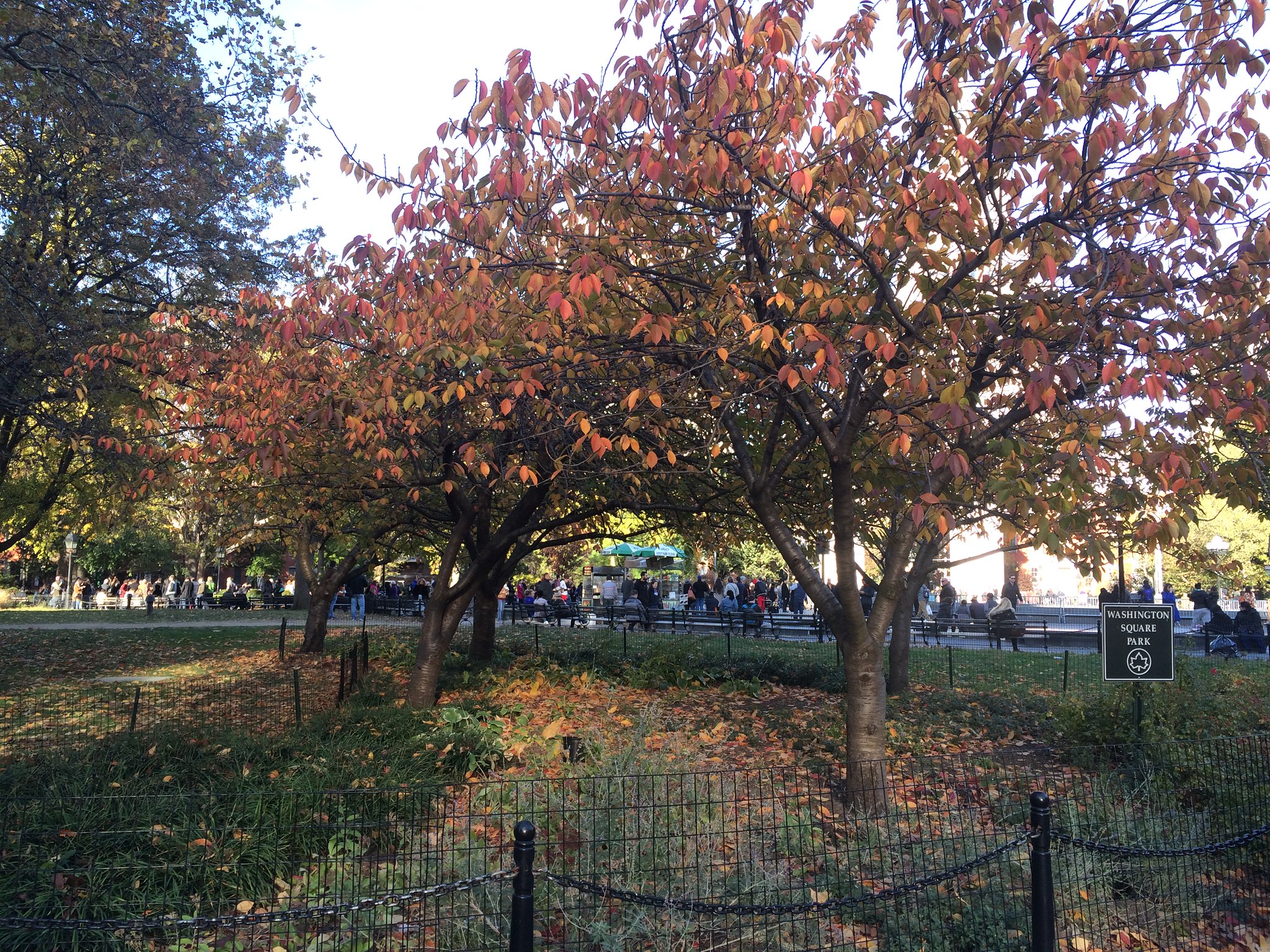 Washington Square Park, Fall 2016 Foliage, 11/12/16
