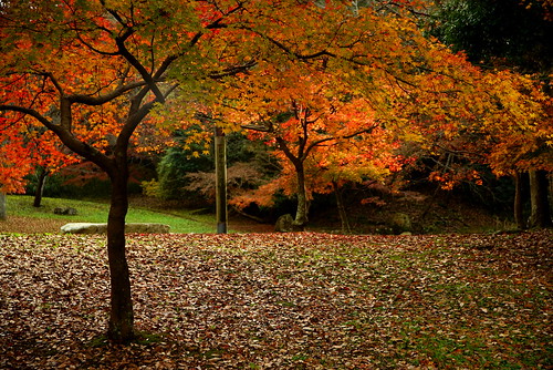 Autmn Leaves at Nishigori-park