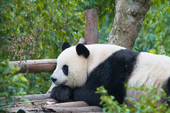 Panda sleeping