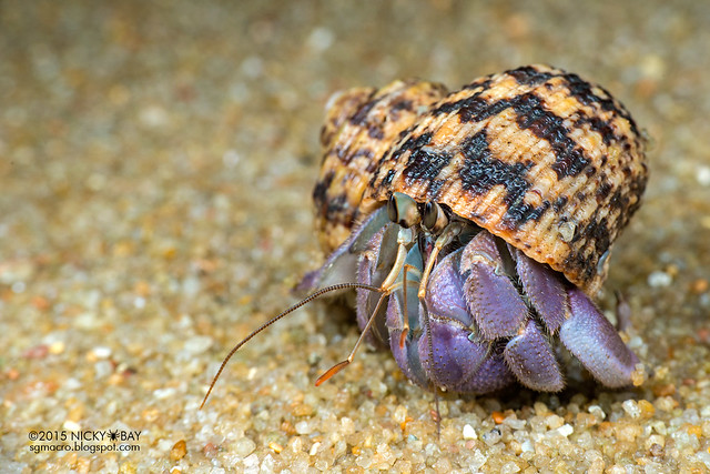 Land hermit crab (Coenobita sp.) - DSC_5746