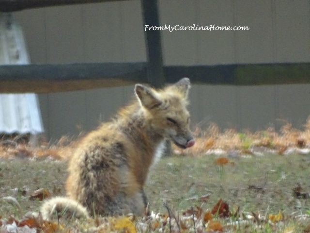 Fox visit November at From My Carolina Home