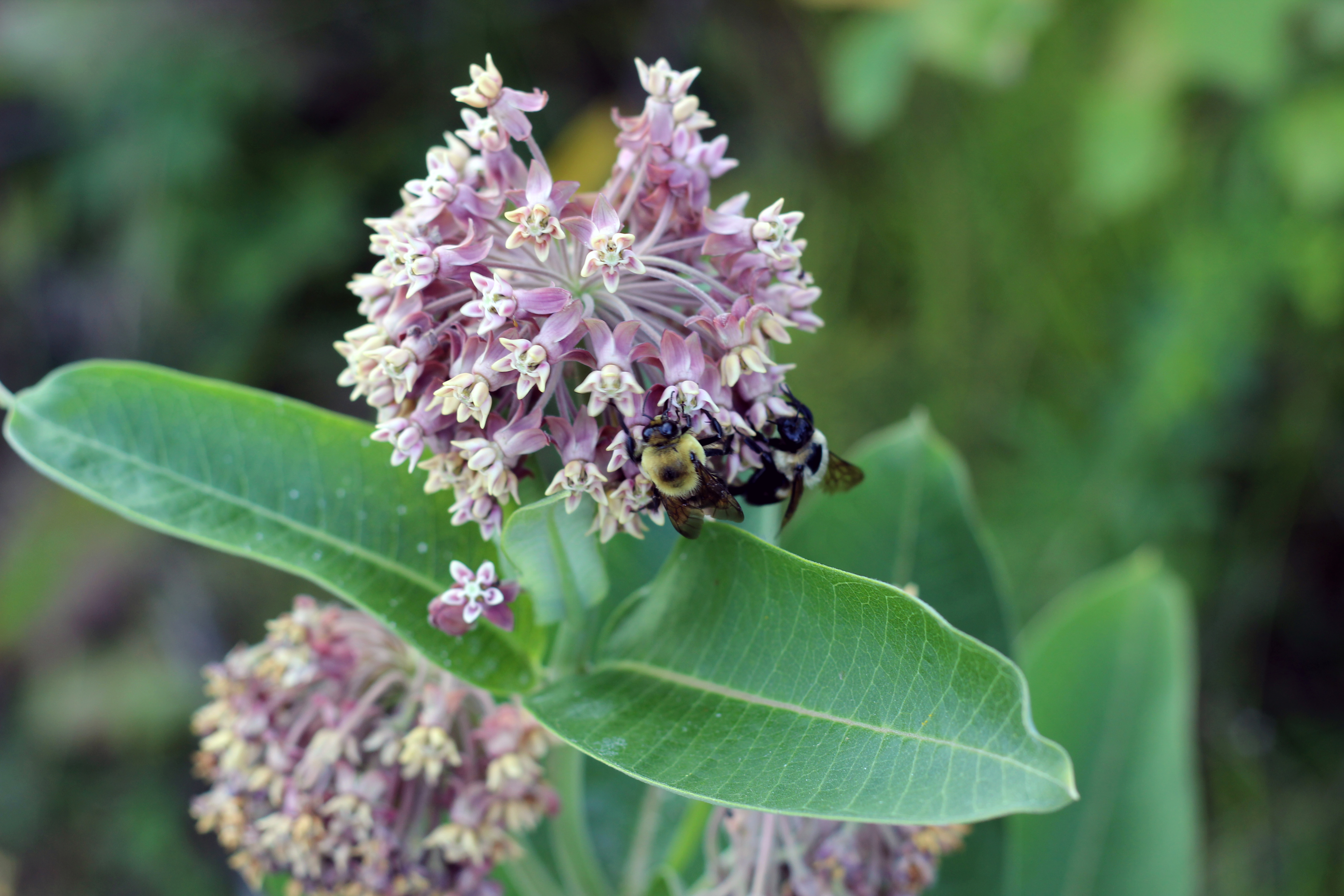 Milkweed - For More Than Monarch Butterflies