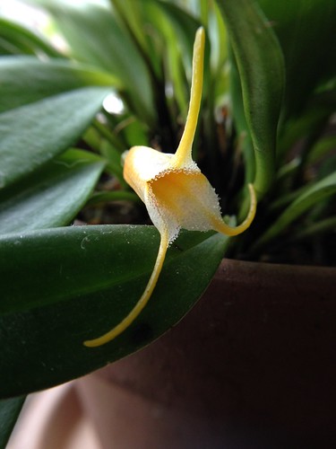 Masdevallia strobelii (big form, from Ecuagenera)