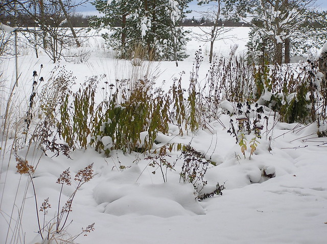 Second snow in Perennials Bed