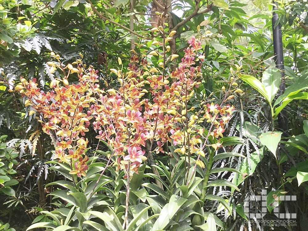 botanic gardens, places of interest, singapore, singapore botanic gardens, unesco,  where to go in singapore, national orchid garden,celebrity garden,orchid