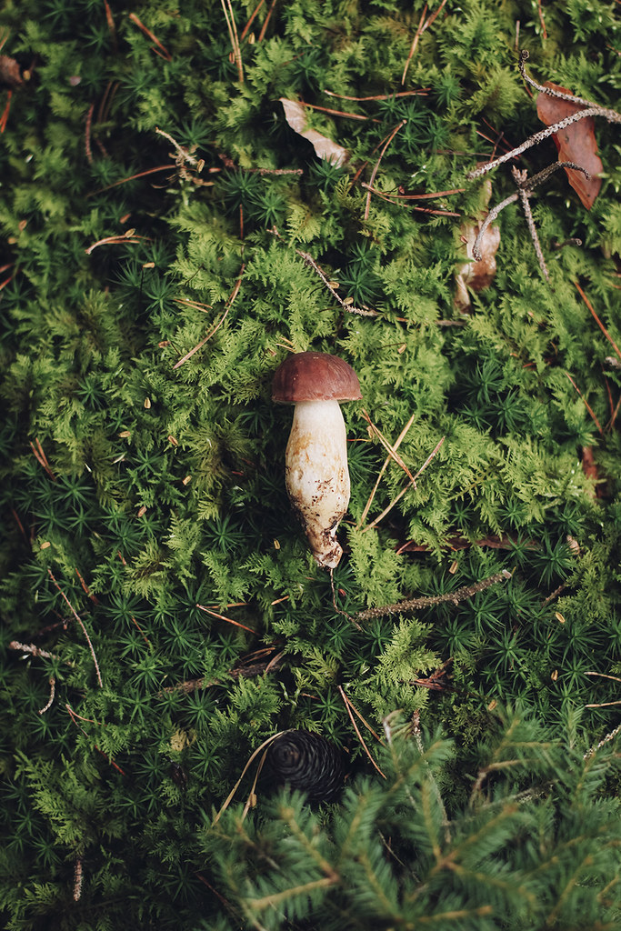 picking_mushrooms_by_Amelie_Niederbuchner_photographer_munich_IMG_0109ed
